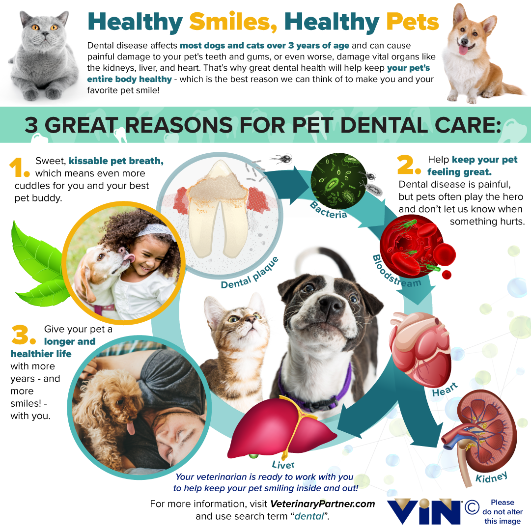 Healthy Smiles, Healthy Pets, VIN Dental Infographic