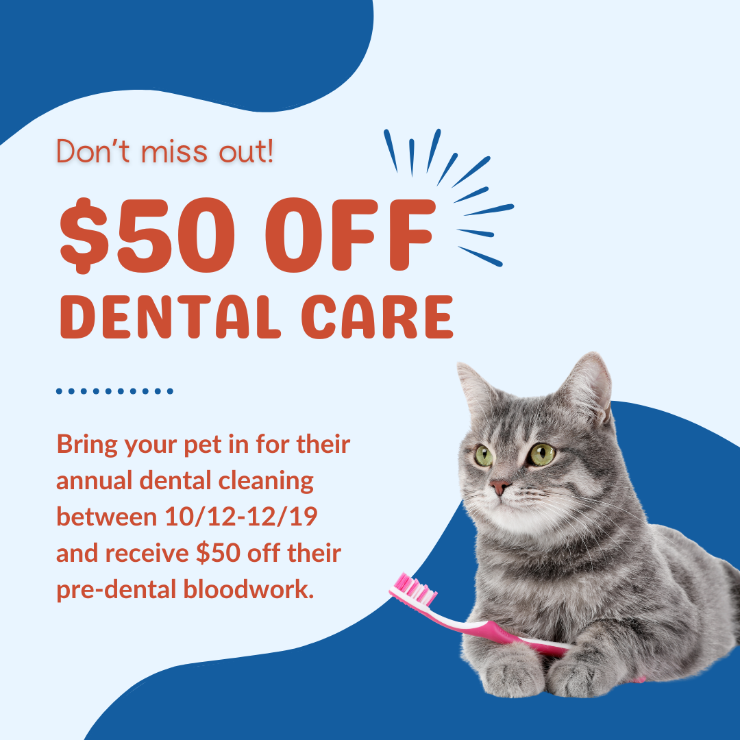 $50 Off Dental Care Promo