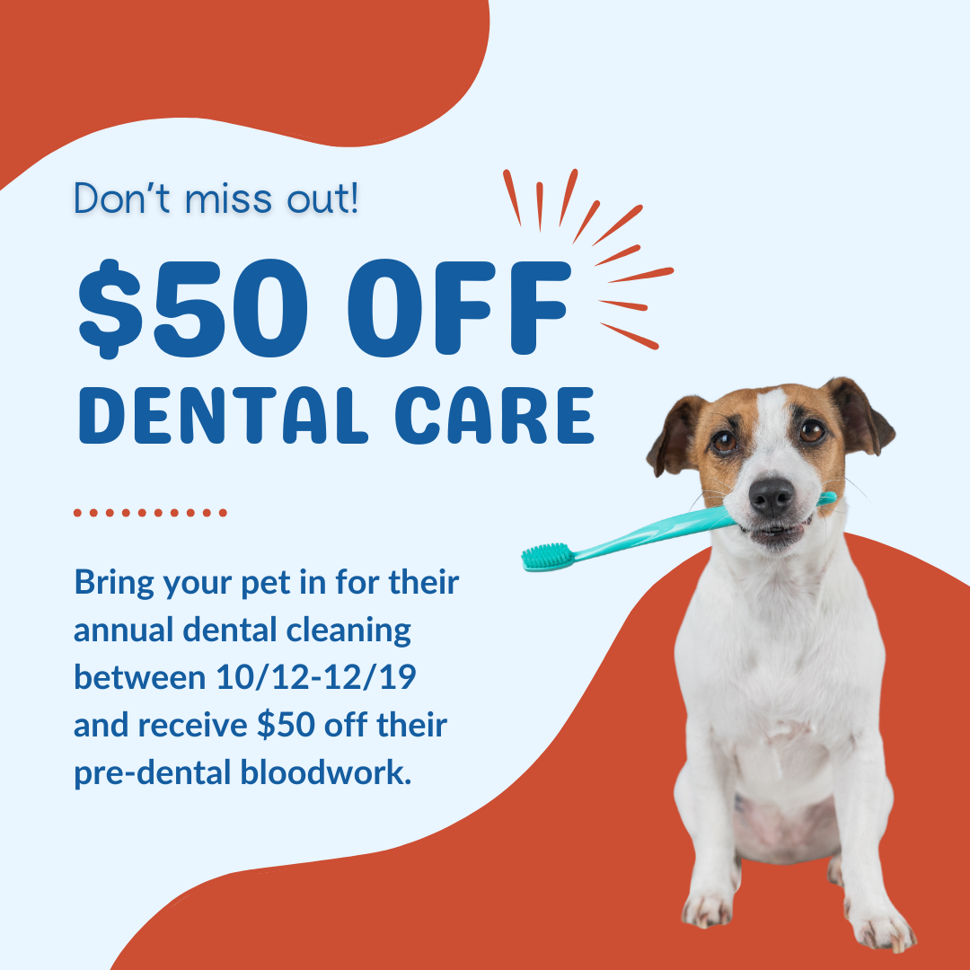 $50 Off Dental Care Promo