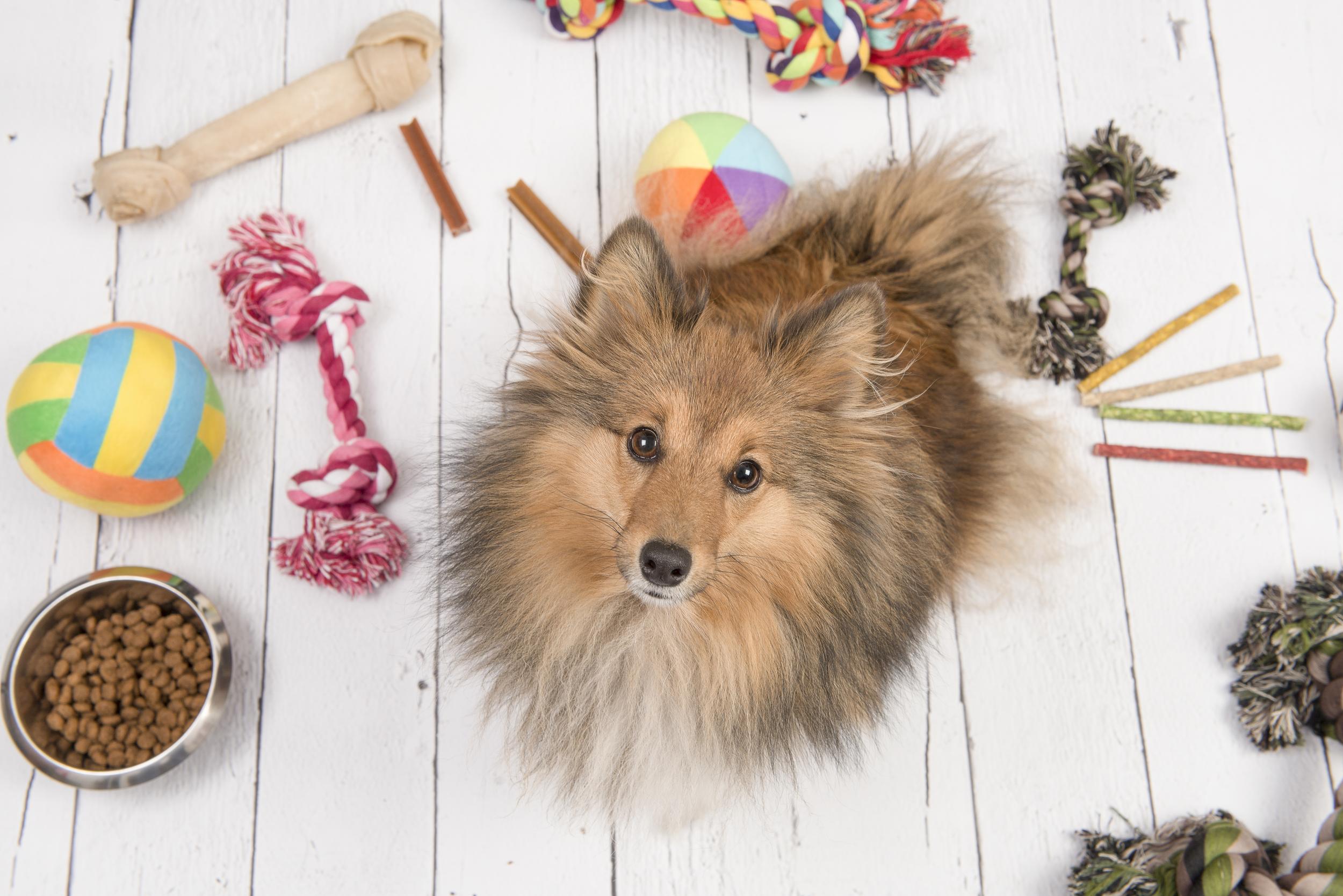 Collie Surrounded by Toys and Food