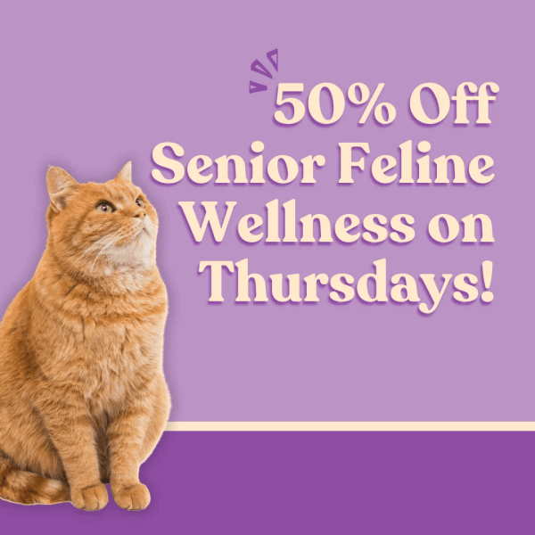 Senior Special