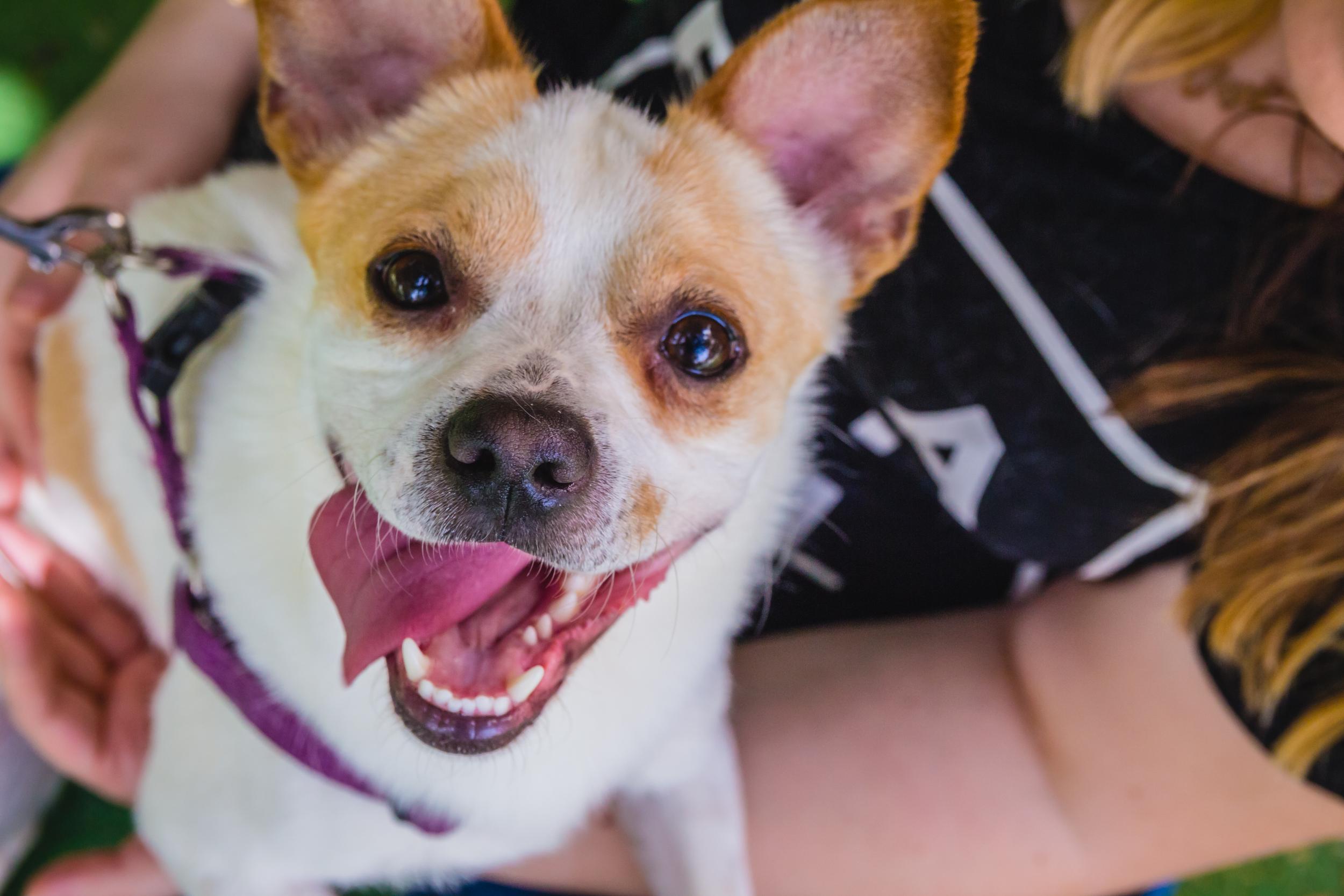 Happy Dog