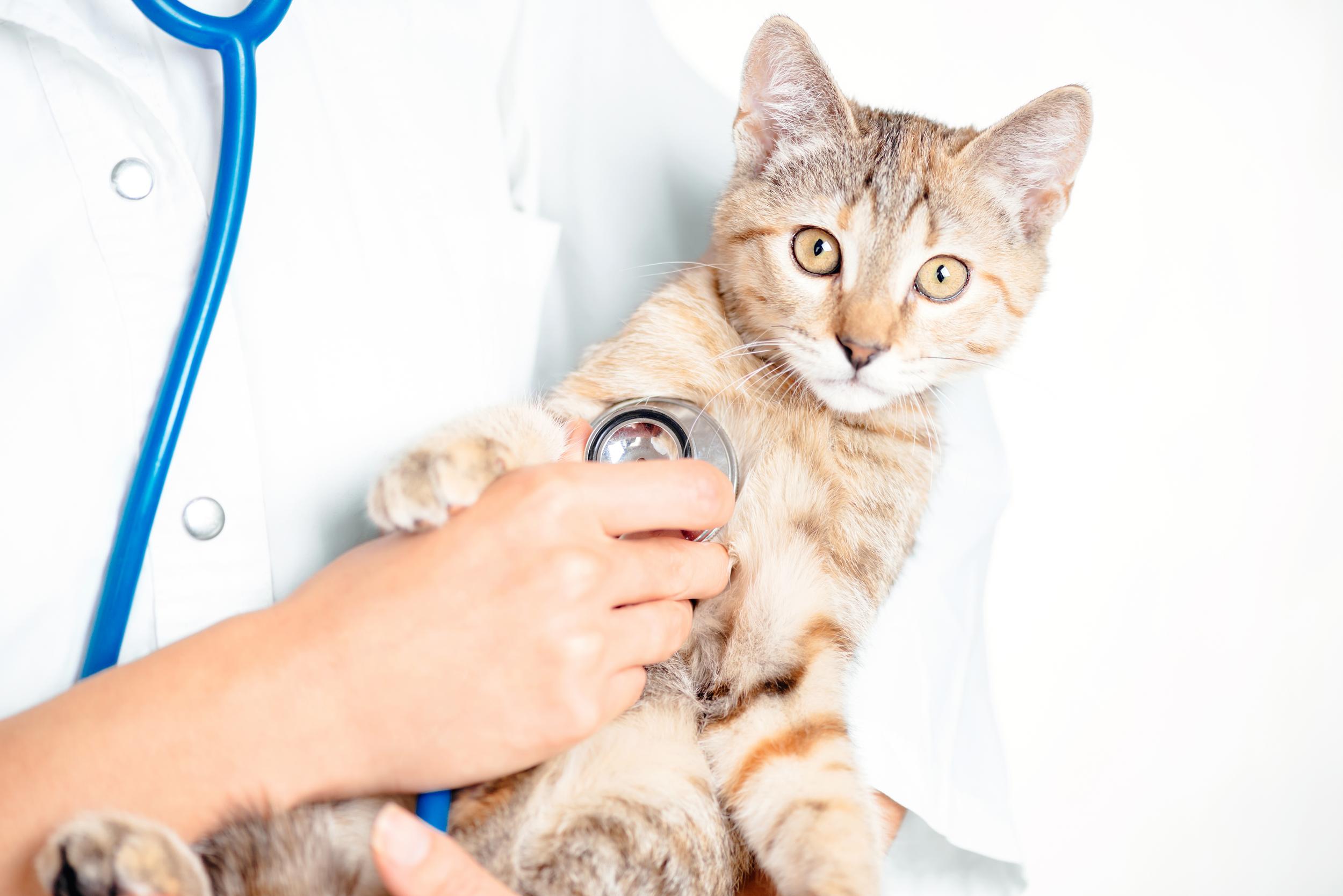 Cat Exam
