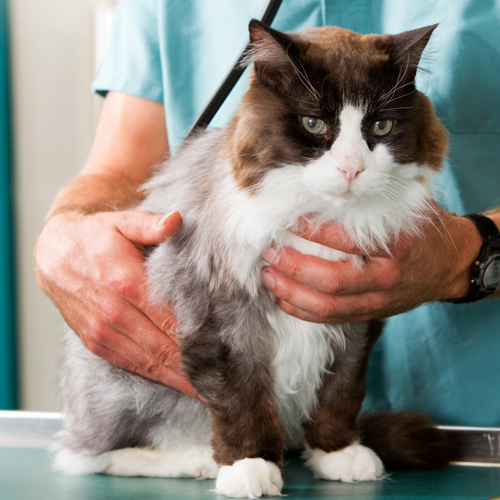 Cat Wellness Exam