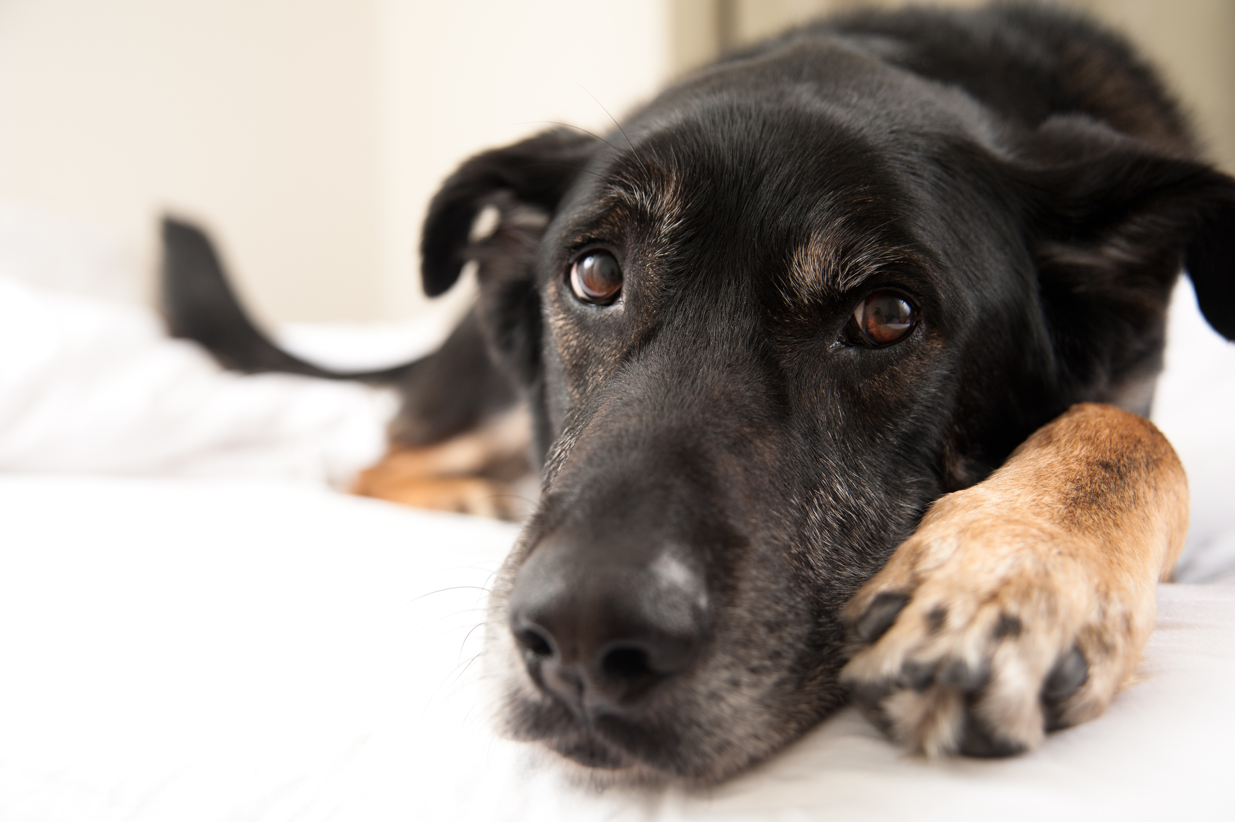 Dog Close Up
